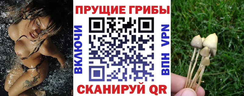 закладки  Грозный  Псилоцибиновые грибы мухоморы 